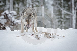 Wolf eating from a moose carcass