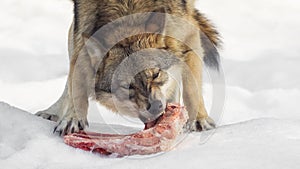 A wolf eats meat