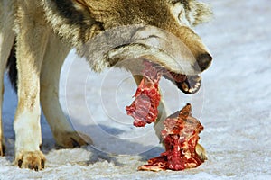 Wolf eats meat photo