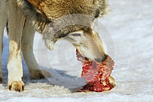 Wolf eats meat photo