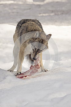 Wolf eats meat