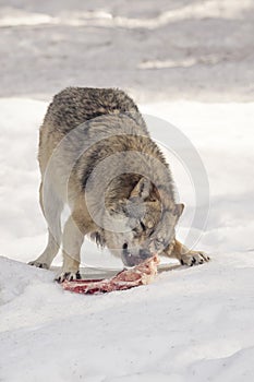 Wolf eats meat
