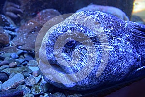 Wolf eel (Anarrhichthys ocellatus)