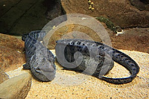 Wolf eel