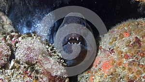 Wolf eel spotted in Monterey Bay National Marine Sanctuary.