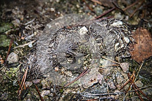 Wolf excrement with hair and bone particles..Filipstad municipality / Varmland / Sweden