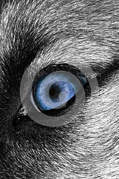 Wolf Eye - Bluer