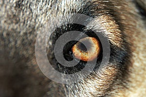 Wolf Eye - Normal