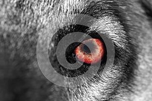Wolf Eye - Red
