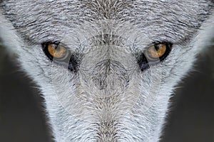 Wolf eyes