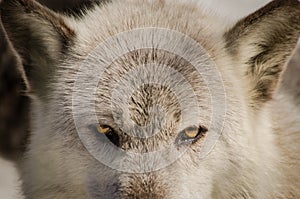 Wolf Eyes photo