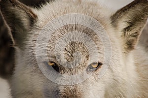 Wolf Eyes