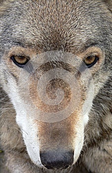Wolf Face Close-up