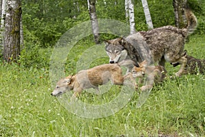 Wolf Family Exploring the Woods