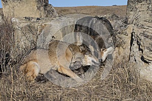 Lobo familia cachorros sobre el pradera guarida 