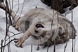 Wolf female lying in the snow, playing in the snow in the winter forest, the behavior of wolves