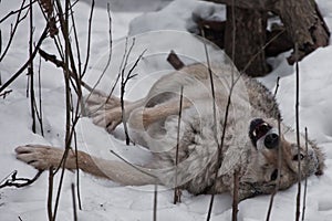 Wolf female lying in the snow, playing in the snow in the winter forest, the behavior of wolves