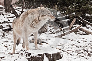 wolf female in the snow, beautiful strong animal in winter