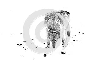 wolf female in the snow, beautiful strong animal in winter. black and white
