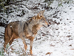 Wolf female in the snow in winter in Spain