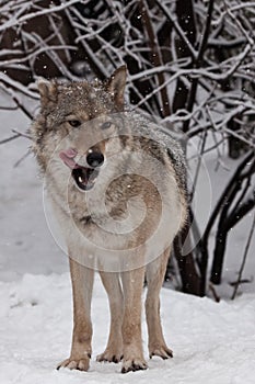 The wolf female wolf is deliciously licked, a beautiful animal under snowfall. Powerful predator
