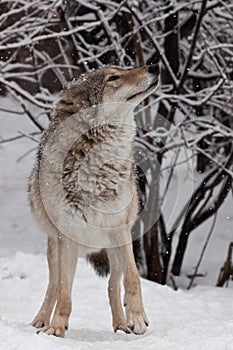 A wolf female wolf looks up merrily at snowflakes while playing under snowfall, a slim and powerful predatory animal