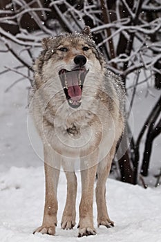 A wolf female wolf is yawning with its big mouth, a beautiful animal under snowfall. Powerful predator