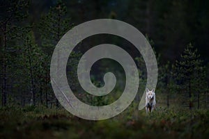 Wolf from Finland. Gray wolf, Canis lupus, in the spring light, in the forest with green leaves. Wolf in the nature habitat. Wild