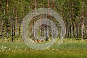 Wolf from Finland. Gray wolf, Canis lupus, in the spring light, in the forest with green leaves. Wolf in the nature habitat. Wild