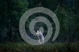 Wolf from Finland. Gray wolf, Canis lupus, in the spring light, in the forest with green leaves. Wolf in the nature habitat. Wild