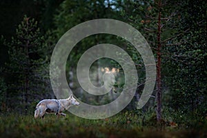 Wolf from Finland. Gray wolf, Canis lupus, in the spring light, in the forest with green leaves. Wolf in the nature habitat. Wild