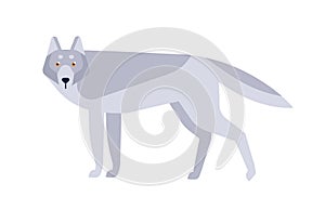 Wolf flat vector illustration. Scandinavian style wild animal isolated on white background. Grey canine mammal, wildlife