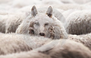 Wolf in a flock of sheep with wool clothing photo