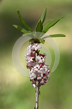 A wolf flower on a background of green spring forest