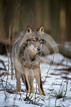 Wolf in the forest up close. Wild animal in the natural habitat