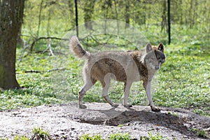 Wolf in the forest