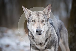 Wolf in forrest in winter