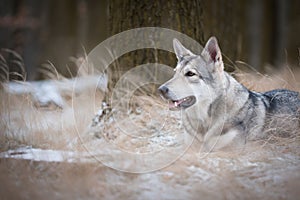 Wolf in forrest in winter