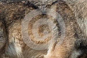 Wolf fur background texture image background