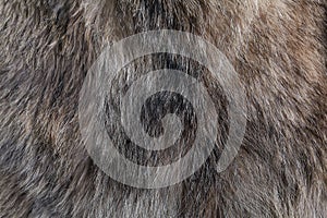 Wolf fur texture natural