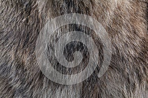 Wolf fur texture natural photo