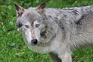 A wolf glares at the camera with a green background