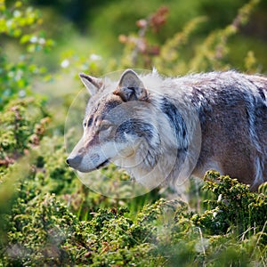 Wolf in a green field