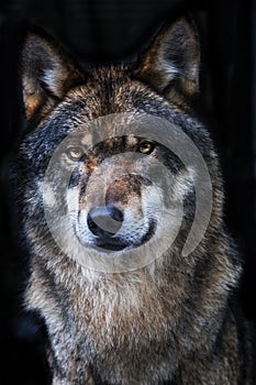 Wolf, Grey Wolf, Canis lupus