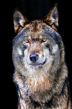 Wolf, Grey Wolf, Canis lupus