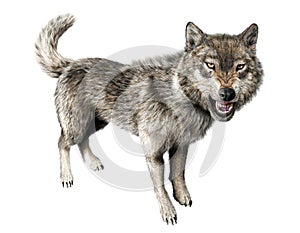 Wolf growling standing on white background.