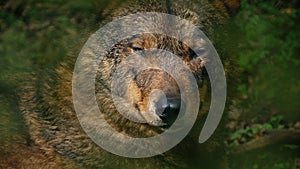 Wolf Growls In Forest Closeup