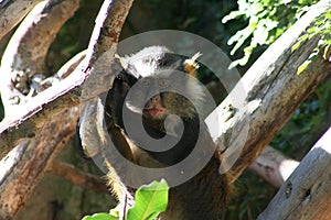 Wolf Guenon (Cercopithecus wolfi wolfi)