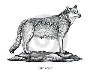 Wolf hand draw vintage engraving style black and white clip art isolated on white background