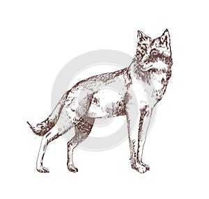 Wolf hand drawn with contour lines on white background. Gorgeous realistic sketch drawing of forest carnivorous animal